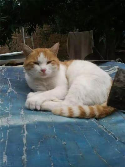 鲤城区到安徽宠物托运