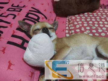 寄养小毛孩儿，贴心陪伴