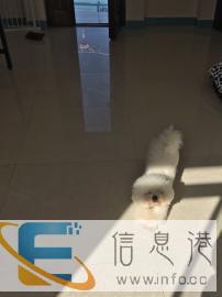 宠物幸福家庭寄养、洗澡、美容