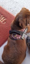 爱犬拉布拉多求撩