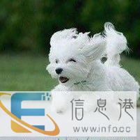 私宠管家服务中心