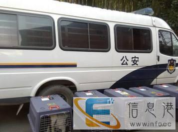 宠物托运，给你的爱宠带来欢乐