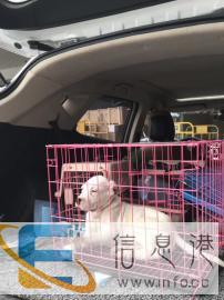 宠物托运，长旺全国宠物托运专业的选择