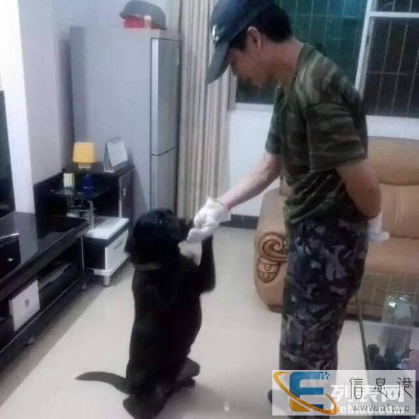 快乐宠物训练营,专业训练狗狗,火热预定中