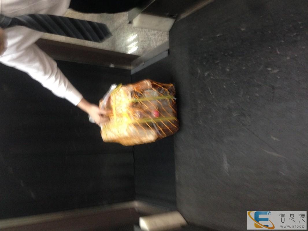 广州哪里有活体托运