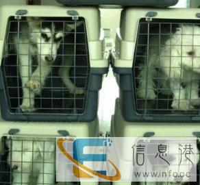 宠物托运，专业的选择