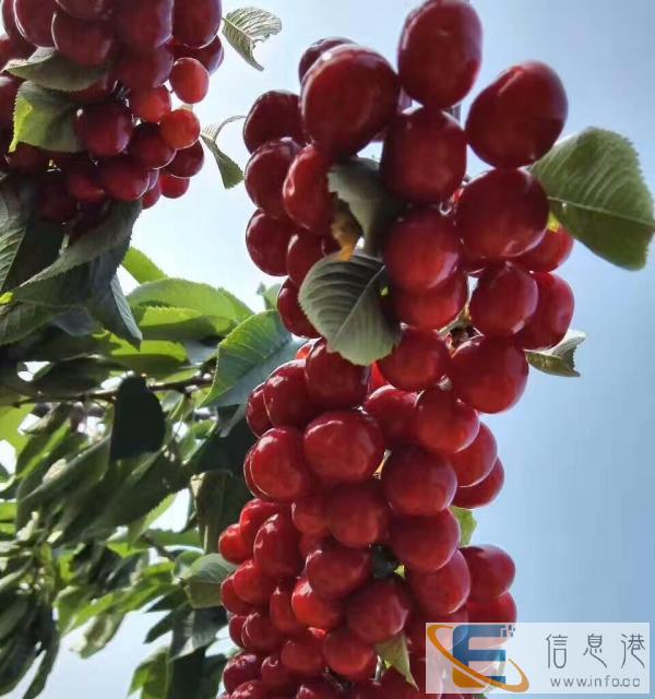 栖霞自产大樱桃