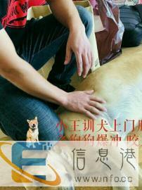 宠物行为纠正上门服务训犬免费服务