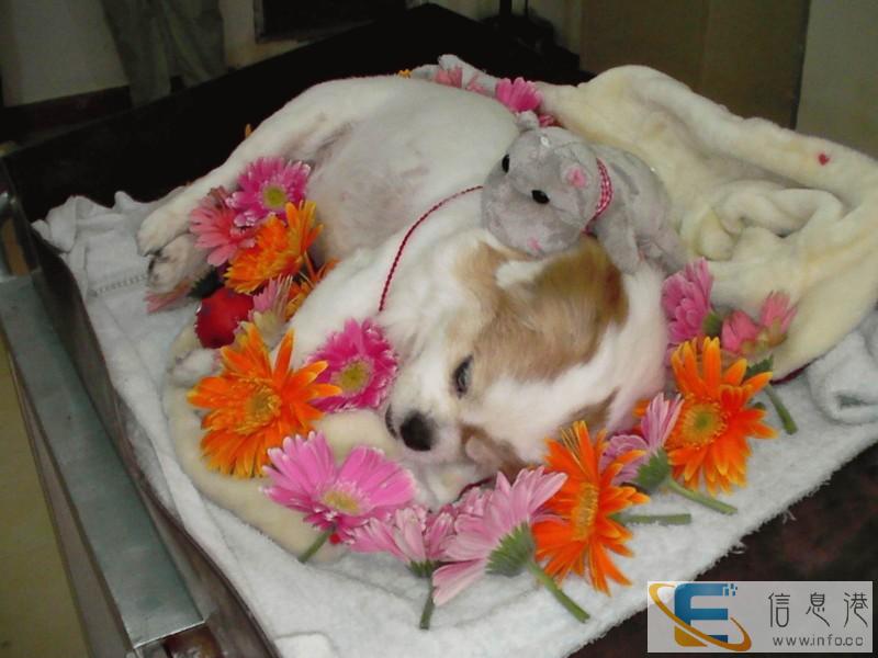 苏州太仓宠物死了怎么办有没有宠物殡葬太仓市宠物火化上门服务