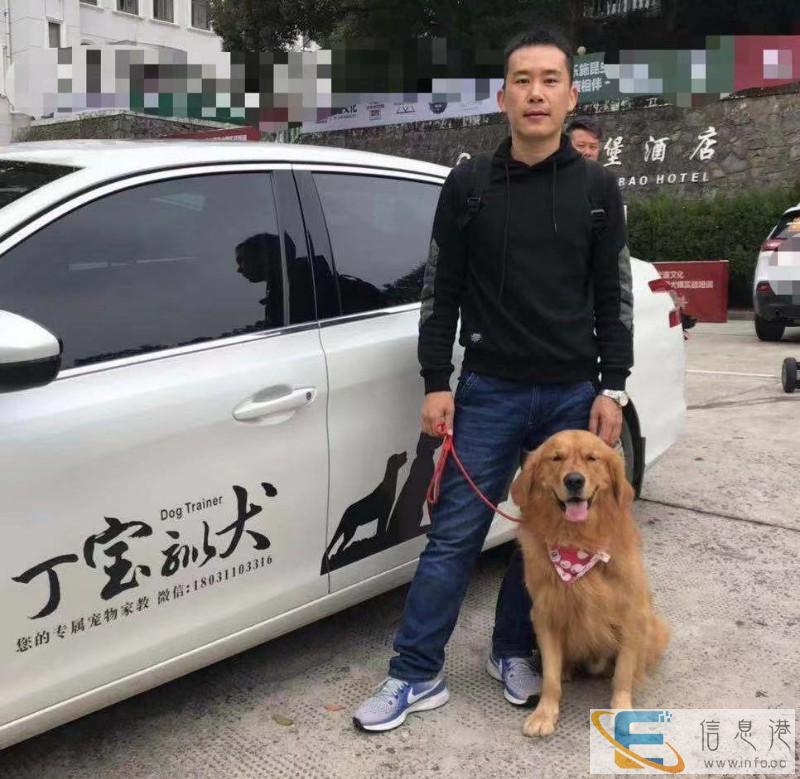 石家庄训狗训犬专注宠物伴侣犬习惯训练