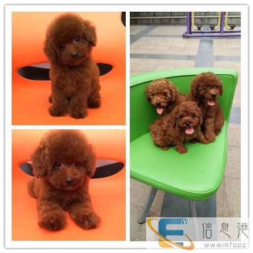 绍兴宠物托运公司