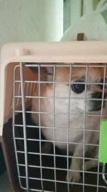 舒宠快运，宠物快递，宠物速运，专车接送，一站式服务