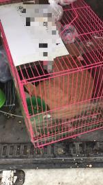 绍兴宠物托运到全国