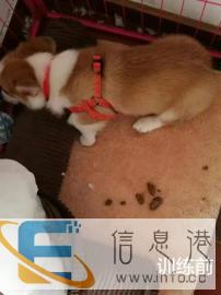绍兴训犬师，训狗不打骂，快速解决狗的各种坏习惯