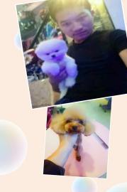 这里有家专业做犬只训练.犬不良习惯调正.度假寄养宠物乐园