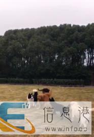 这里有家专业做犬只训练.狗不良习惯改正.度假寄养游乐园