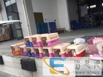 汕头实体宠物猫狗运输-全国可达.上门接宠.全程视频喂养