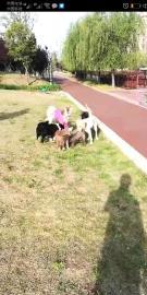 山之家专业宠物寄养