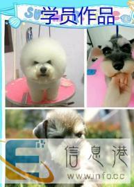 其他宠物服务价格2800