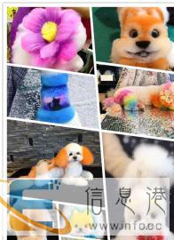 宠物美容学校去哪里，沈阳萌格欢迎你