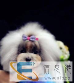 开店 步沈阳萌格国际宠美，零基础一对一