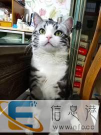 家庭饲养双cfa血统加白美国短毛猫公猫借配