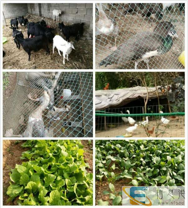 汉王农家乐散养老鹅蛋营养超高欲购从速