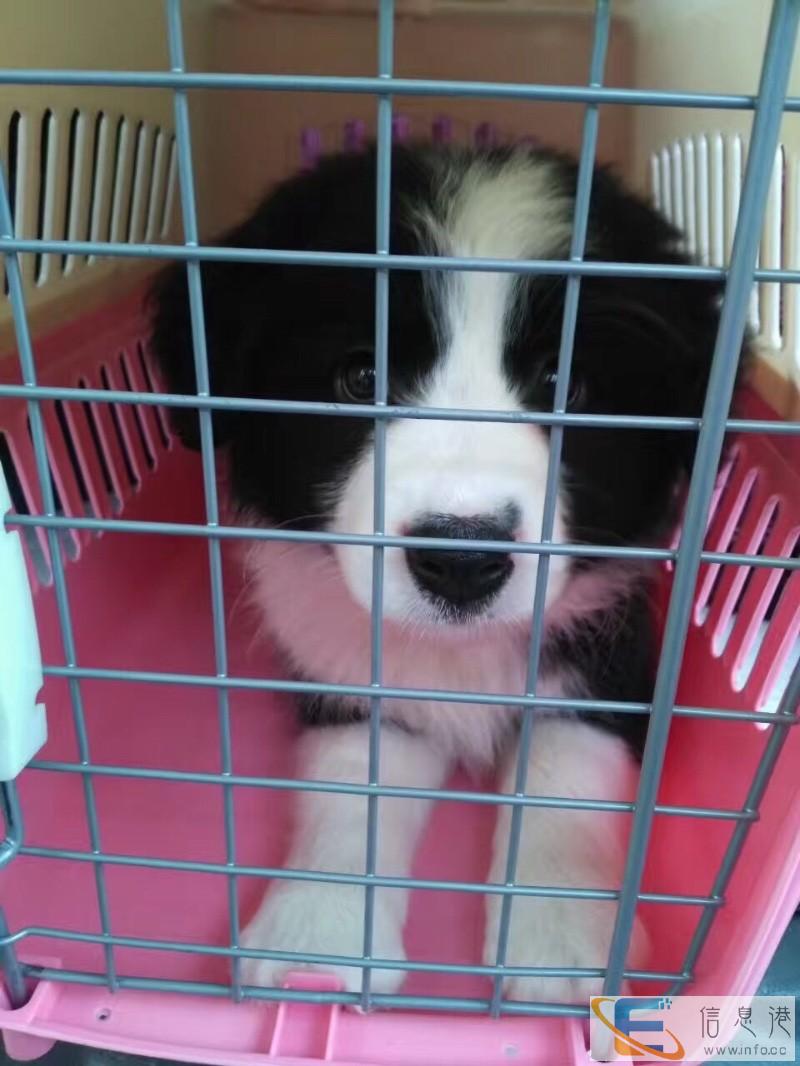 广州宠物托运全国