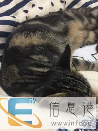 家庭式宠物寄养，可每天视频