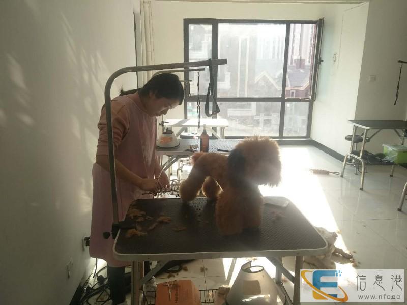 朔州摩登宠物美容培训学校开始面向全国招生了