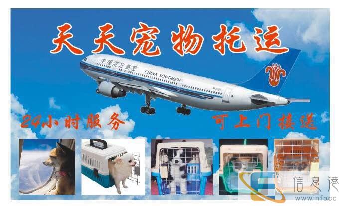 广州哪里有活体托运