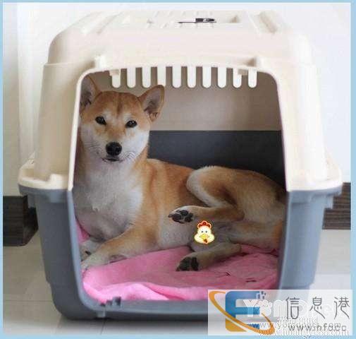 广州宠物托运全国