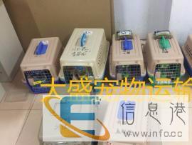 大盛宠物品质出行