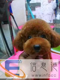 三亚乐趣-宠物美容洗澡春节活动中