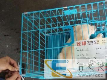 成都宠物托运上门接宠全国往返专业安全保障