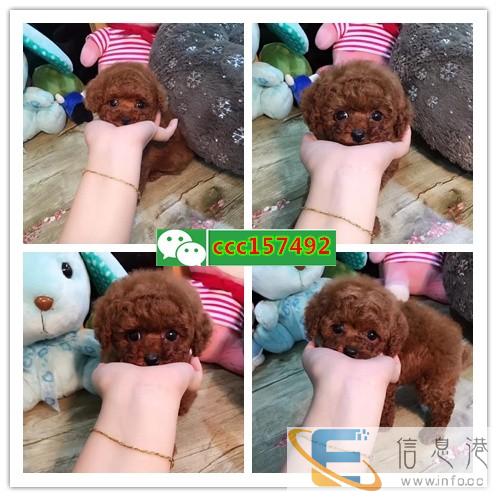 邵阳流浪狗领养中心