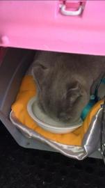 宠爽游保姆专车托运专人照看喂食喂水全程空调