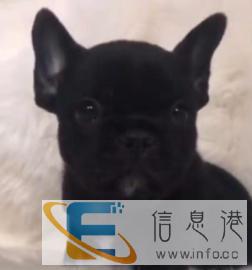 宿迁宠物托运，友鑫全国连锁，服务优质，上门接送