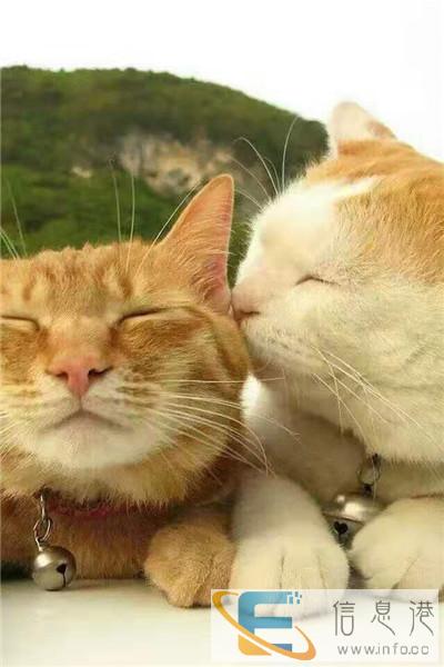 安溪宠物托运本地托运服务精准计算收费晋喜宠物活体托运公司