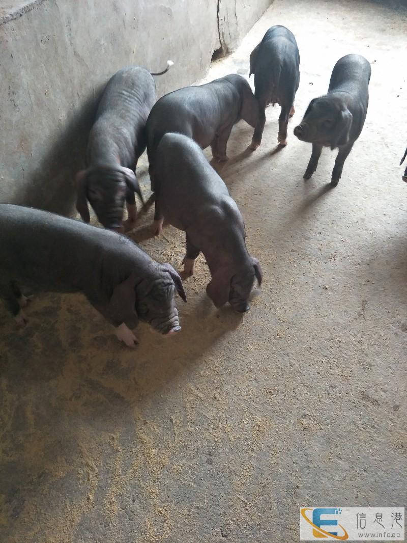 江苏纯种太湖母猪价格