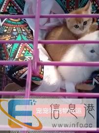 宠宠哒宠物托运，为爱护航