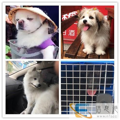 24小时宠物托运空运汽运客运