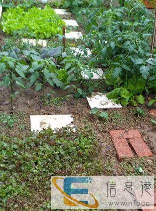 手工水饺，定制