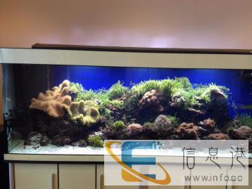 鱼缸清洗水族箱清洗鱼缸造景设备更换送上门