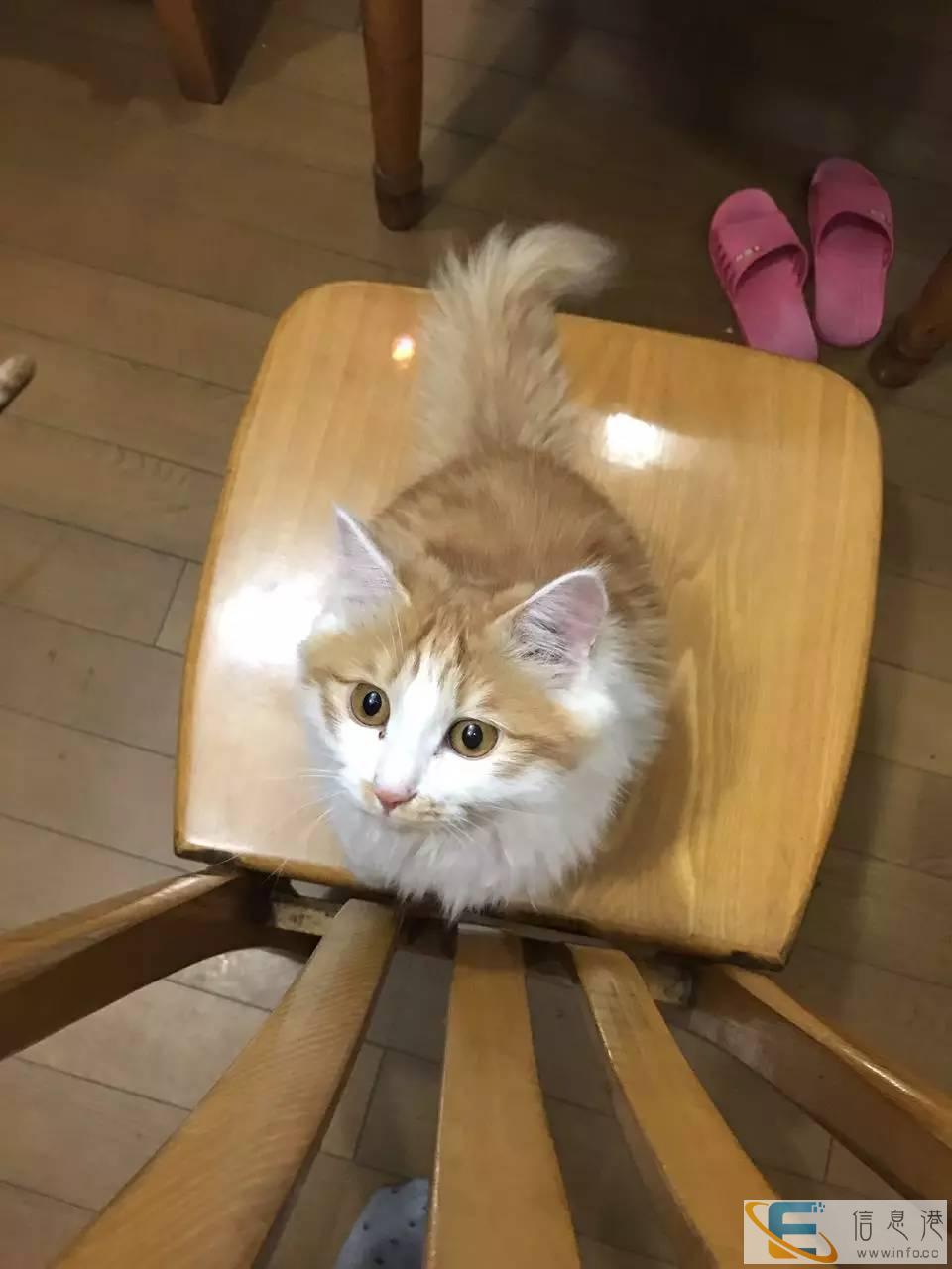 天津猫咪寄养25元一天家庭式宠物寄养