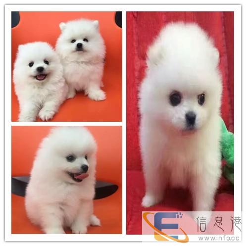 太原哪里可以托运宠物狗