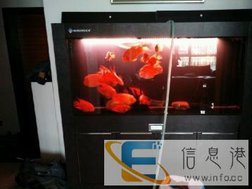 专业清洗鱼缸造景维护维修更换滤材配件