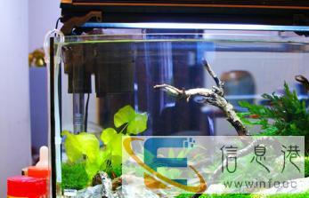 鱼缸清洗造景消毒维修搬运安装，更换滤材配件换缸