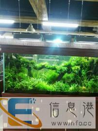 鱼缸清洗鱼缸清洗鱼缸维修鱼缸搬运鱼缸拆装鱼缸造景