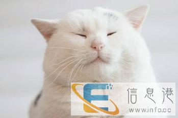 猫咪常见口腔问题-牙龈炎